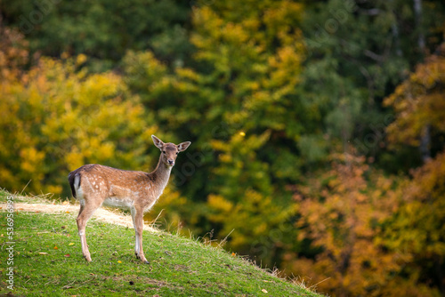 fallow deer in autumn nature photo