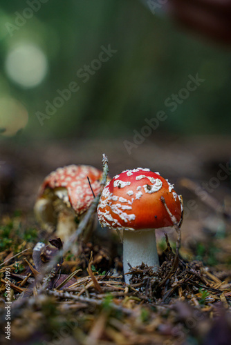 red mushroom in the forest