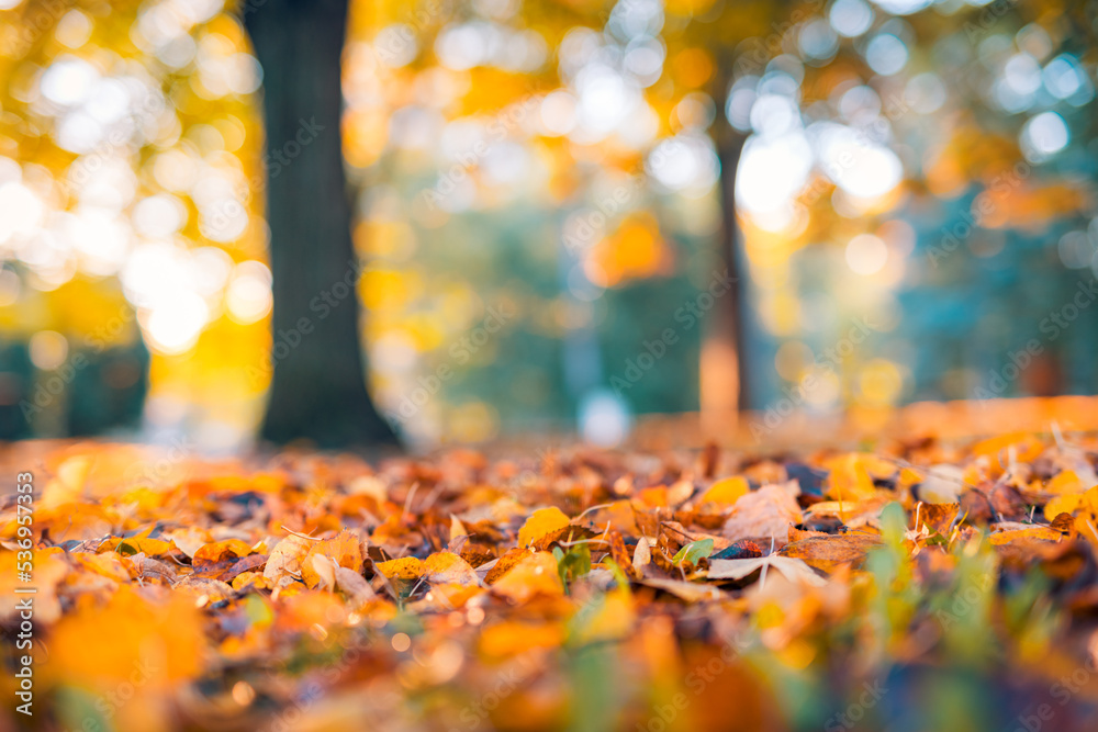 Idyllic fall leaves meadow background in sunshine, close-up of autumn nature scene in a garden in golden october with copy space. Blurred forest foliage, relaxing nature bokeh, warm sunlight
