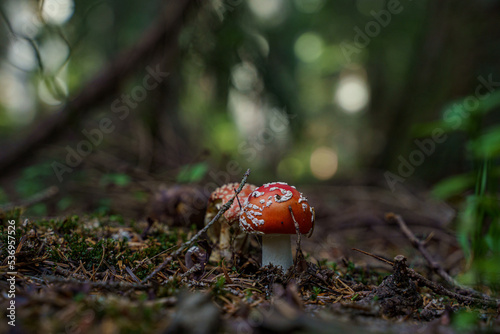 red mushroom in the forest