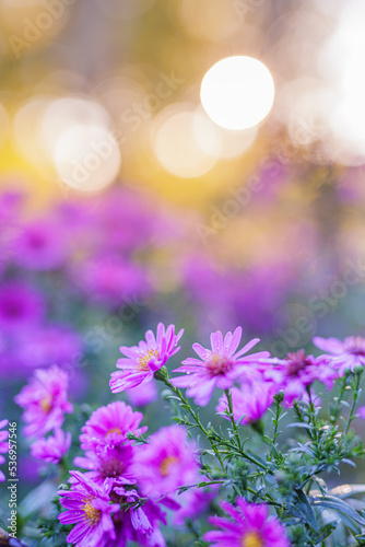 Chrysanthemum flowers blooming in a garden. Beauty autumn flowers. Bright vivid colors, flowers in garden sunset light. Vintage nature outdoor autumn closeup. Abstract peaceful blooming blur bokeh