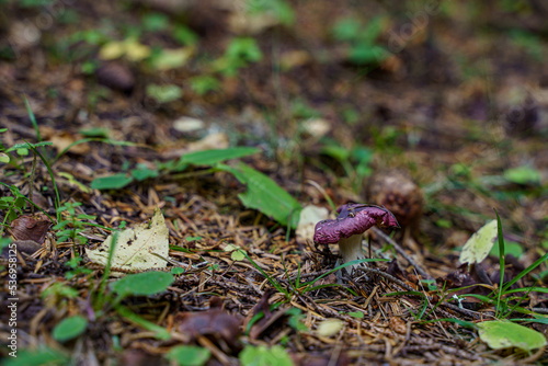 mushroom in the forest