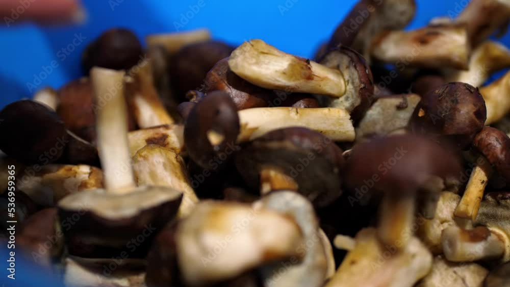 Close-up of a girl puts mushrooms in a bowl for washing. Mushroom cleaning process. Preparation for cooking. Mushroom soup or stir-fry.