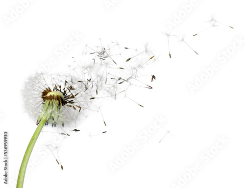 Flying dandelion seeds isolated over white