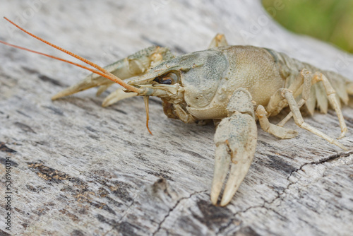 crayfish, close-up, on a lying tree, in a clearing 