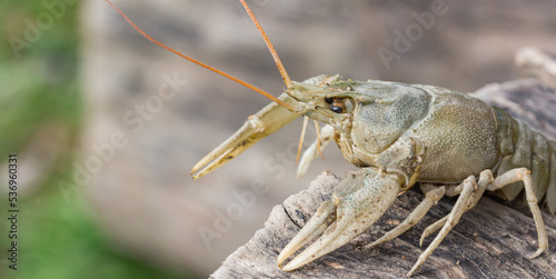portrait of one crayfish, close-up, on a lying tree