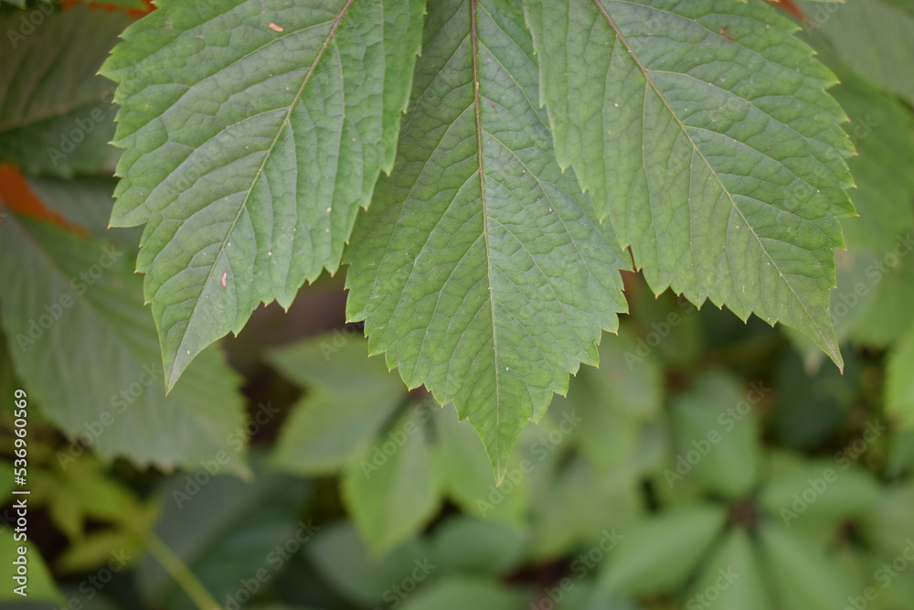 green leaves of a tree green leaves of a tree