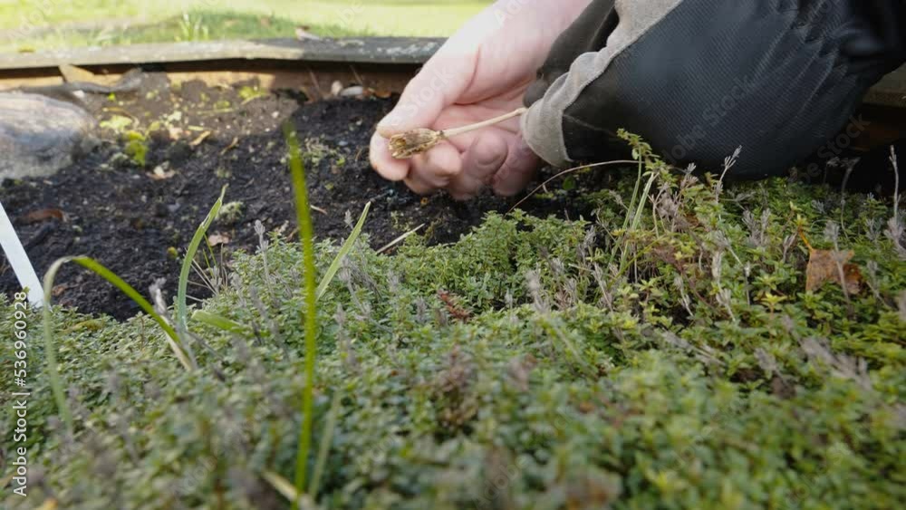 Closer look of the gardener geting the soil of the garden plot in Estonia Closer look of the gardener geting the soil of the garden plot in Estonia