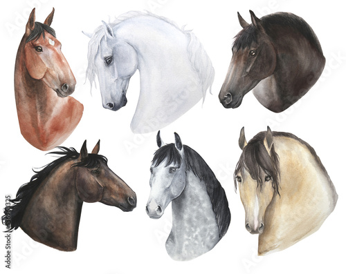 Fototapeta Naklejka Na Ścianę i Meble -  watercolor illustration set of portraits of horses isolated on white background