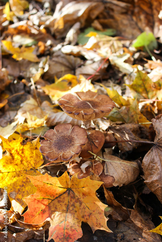 Autumn honey mushrooms in the forest