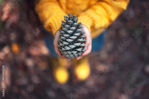 Big fir cone or pinecone from forest in the hands of a little girl, color autumn season photo