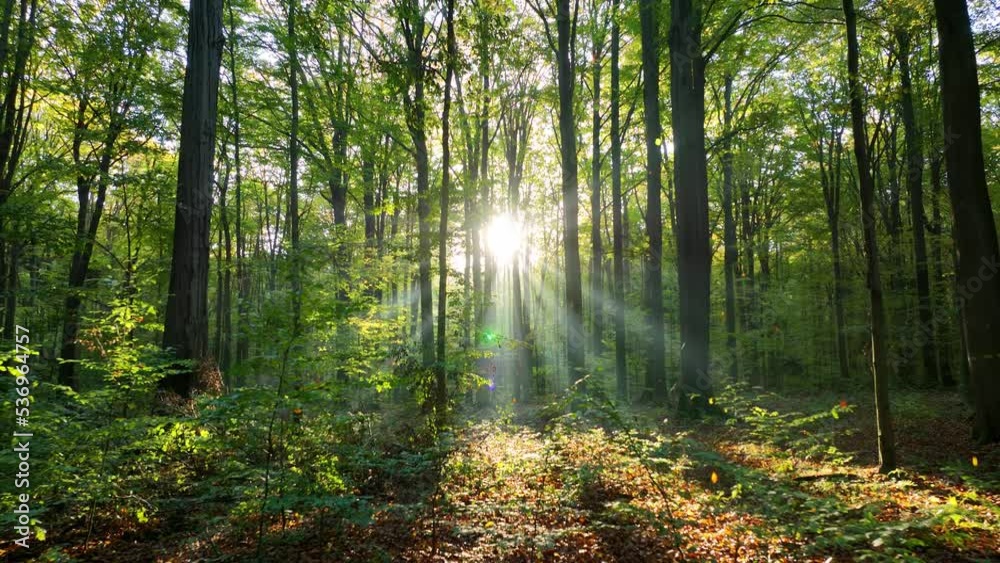 Sunny morning in green forest - aerial view