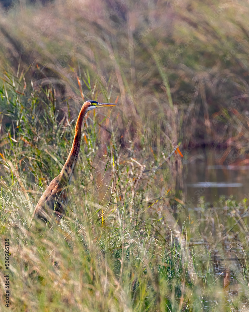 A Purple Heron hiding in grass in a wet land A Purple Heron hiding in grass in a wet land