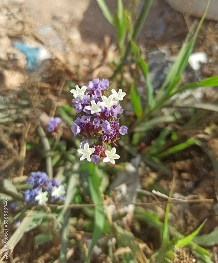 lavande de mer, statice sinuée, limonium sinuatum, sea lavender lavande de mer, statice sinuée, limonium sinuatum, sea lavender