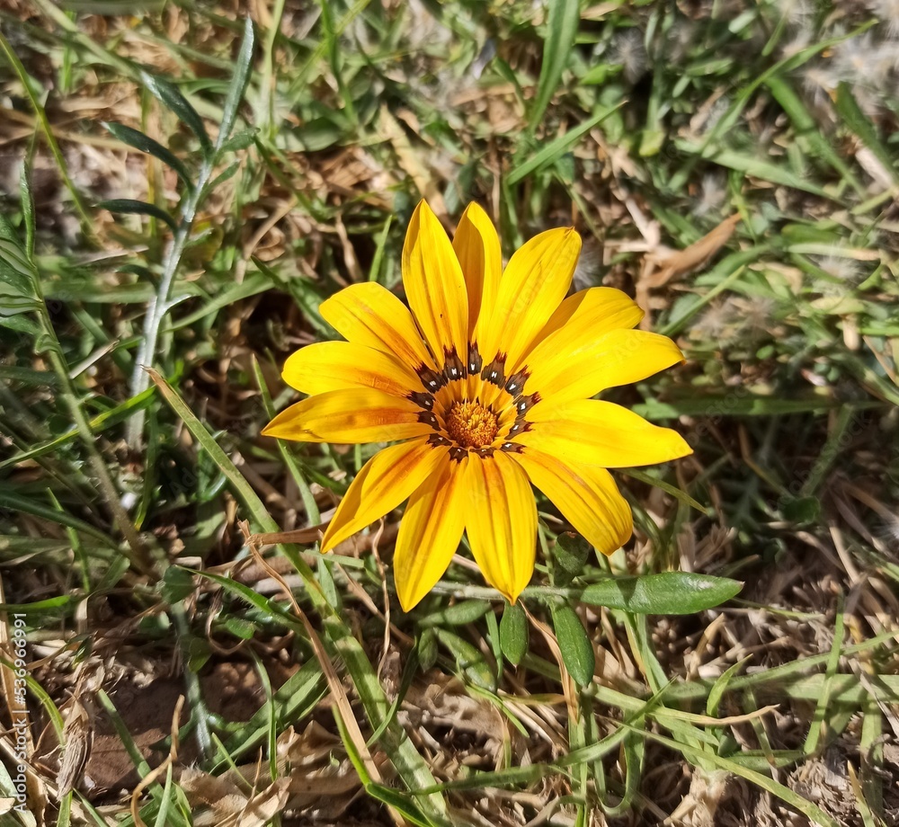 gazania linearis, gazania linéaire, treasure flower gazania linearis, gazania linéaire, treasure flower