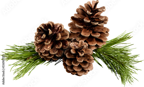 Fotografia Pine cones with branch on a white background.