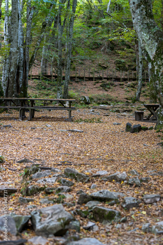 Forest cover around Dupnisa cave in autumn. Turkey.