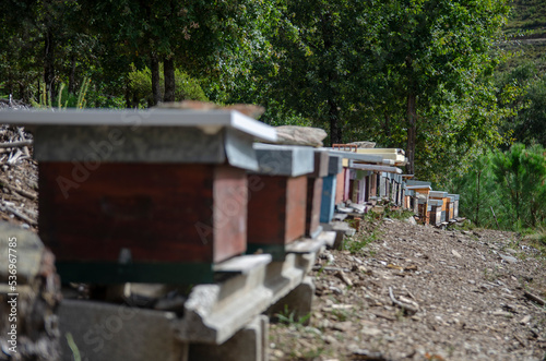 Colmeias e apicultura © jorgenunesnet