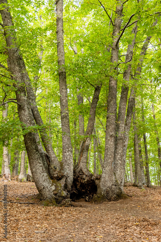 Chestnut forest in the Castañar El Tiemblo. Ávila (Spain)