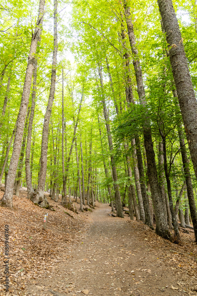 Chestnut forest in the Castañar El Tiemblo. Ávila (Spain) Chestnut forest in the Castañar El Tiemblo. Ávila (Spain)