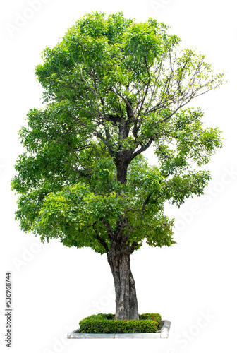 Trees isolated on white background, tropical trees isolated used for design, advertising and architecture  Collection of Isolated Trees on white background. A beautiful trees from asia. Suitable for u