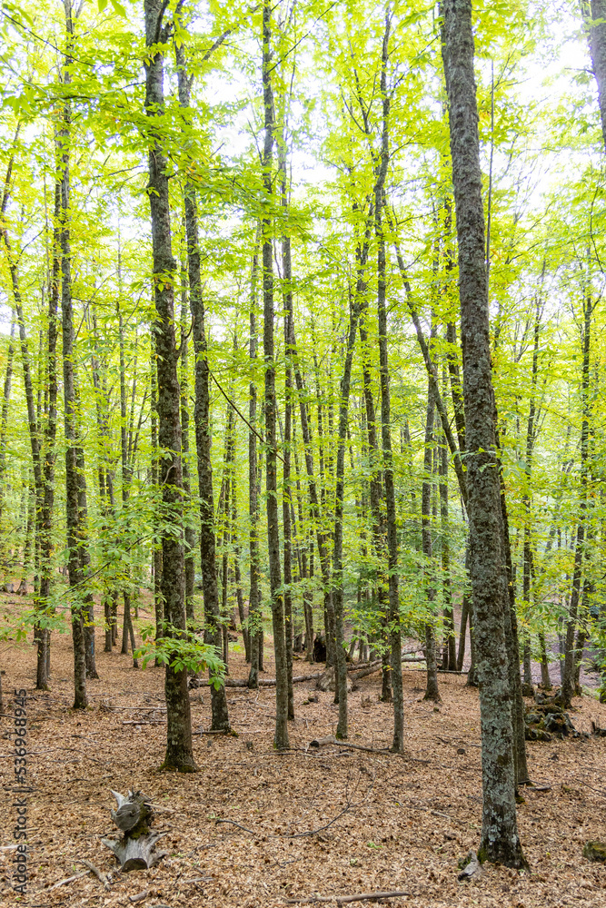 Chestnut forest in the Castañar El Tiemblo. Ávila (Spain) Chestnut forest in the Castañar El Tiemblo. Ávila (Spain)