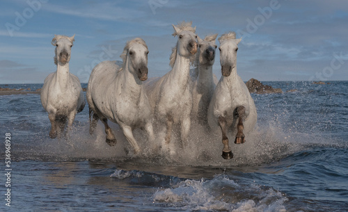 White Camargue horses galloping of the sea. France.