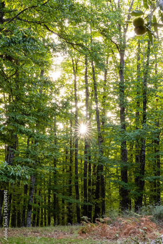 Chestnut forest in the Casta  ar El Tiemblo.   vila  Spain 