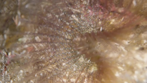 Fan worms Sabellastarte indica, extreme macro shot, underwater, hiding in the sand. photo