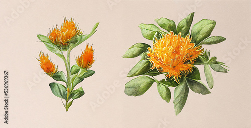 Valokuva Safflower (Carthamus Tinctorius)