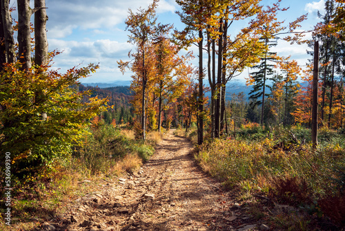 Fototapeta Naklejka Na Ścianę i Meble -  Beautiful alley of trees in the mountains. An autumn landscape full of colors and textures. Zlatna, Poland