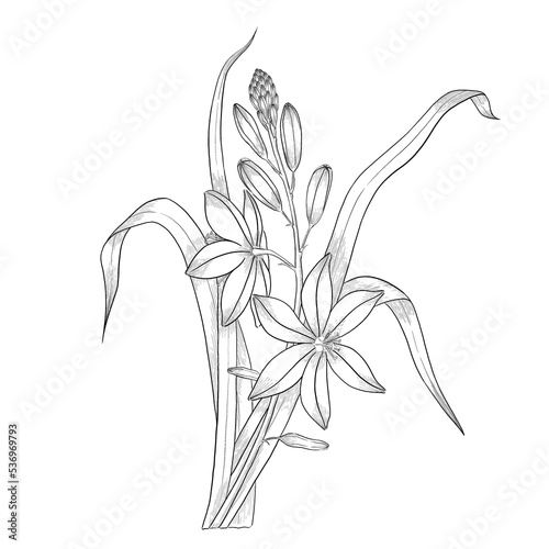 Asphodelus flower outline illustration. photo