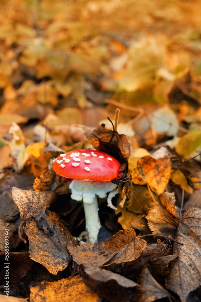 autumn season. amanita muscaria mushroom in dry fallen leaves close up