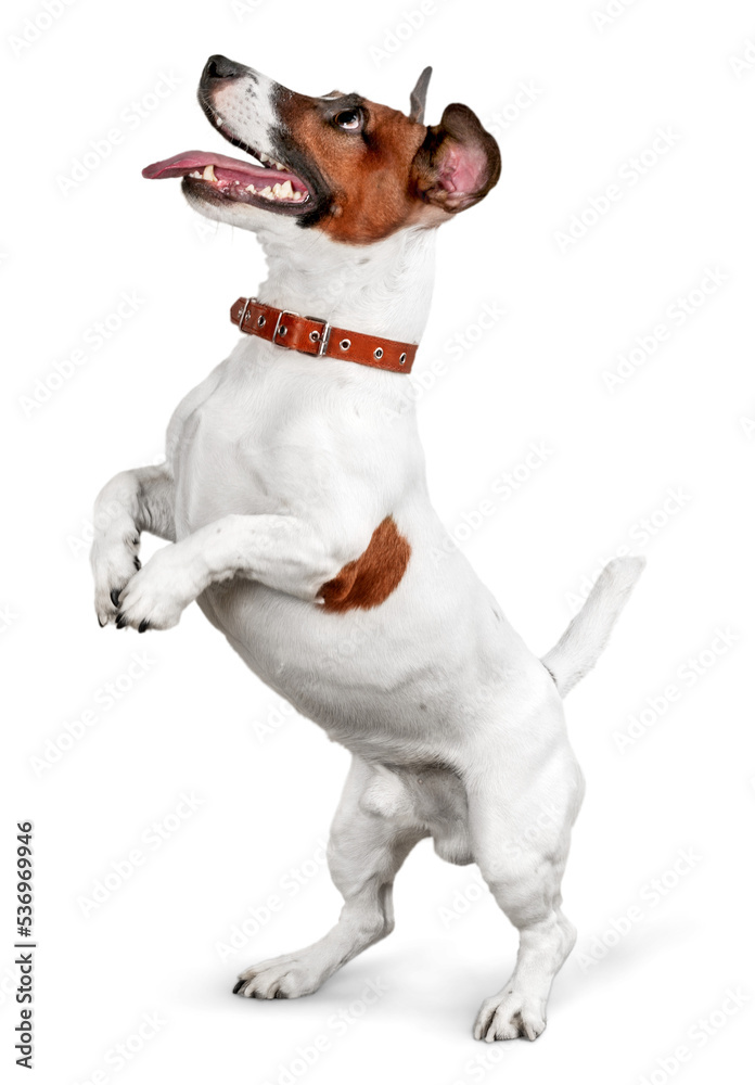 Cute small dog Jack Russell terrier on white background