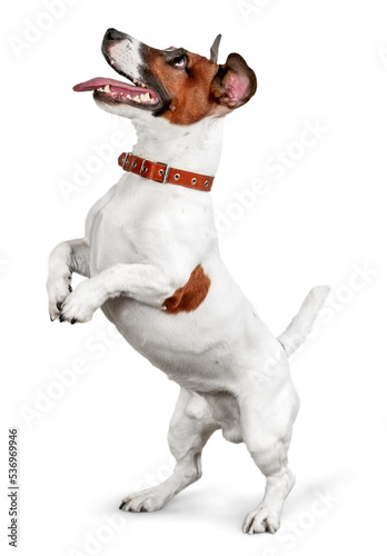 Valokuva Cute small dog Jack Russell terrier on white background