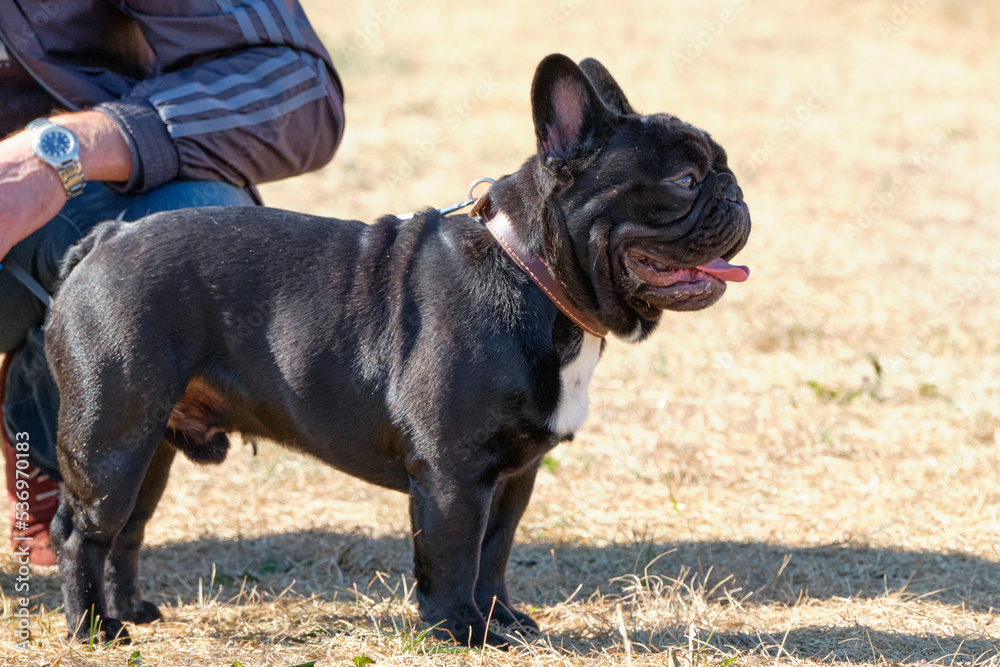 A French bulldog stands in a rack sideways to the camera
