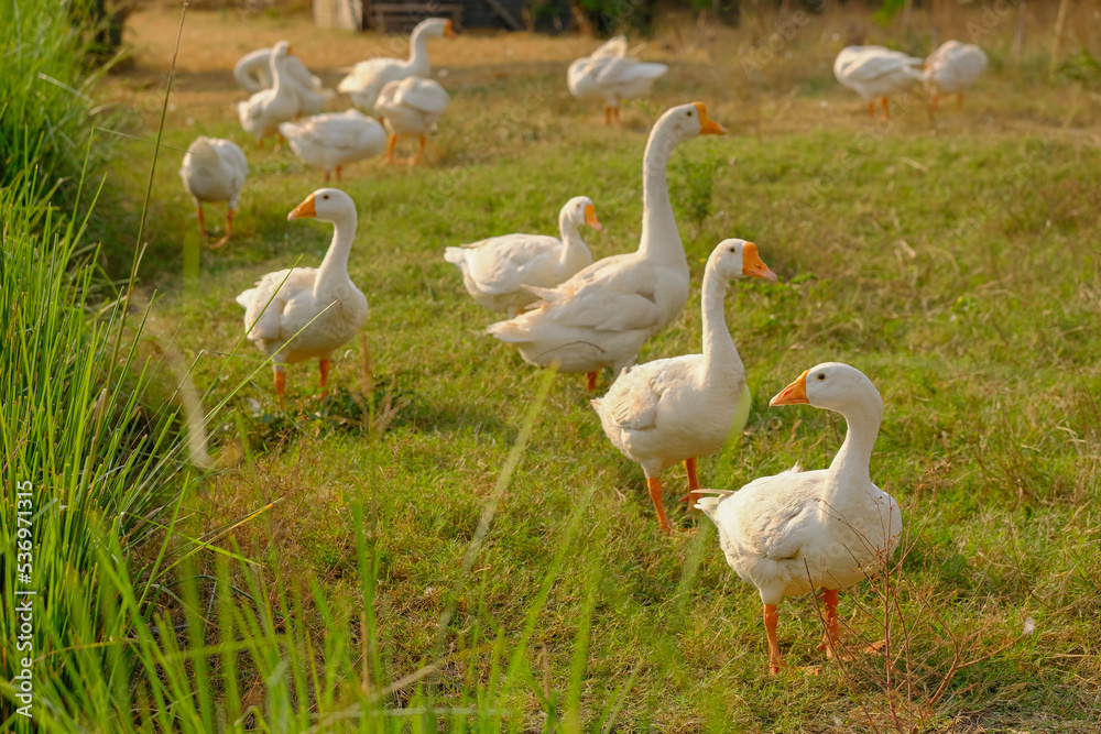Obraz premium side view of white goose standing on green grass