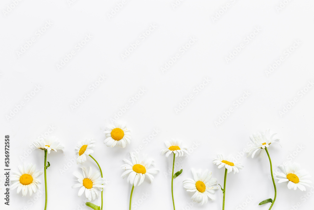 Flat lay of wild chamomile. Meadow flowers and herbs, floral background Flat lay of wild chamomile. Meadow flowers and herbs, floral background