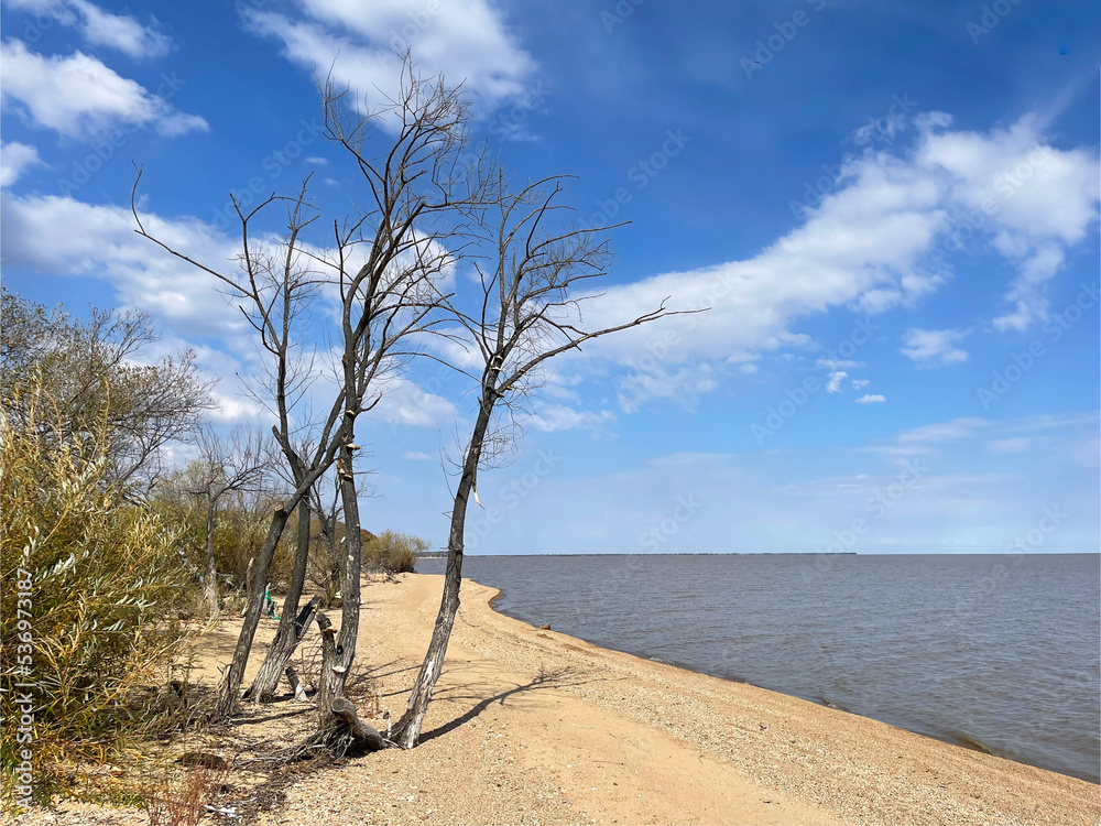 Shrubs and trees on the shore of Lake Khanka. Russia, Primorsky Krai