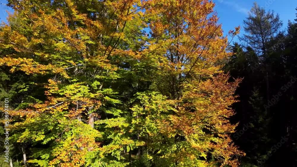 flight through the autumn treetops of a beech forest flight through the autumn treetops of a beech forest
