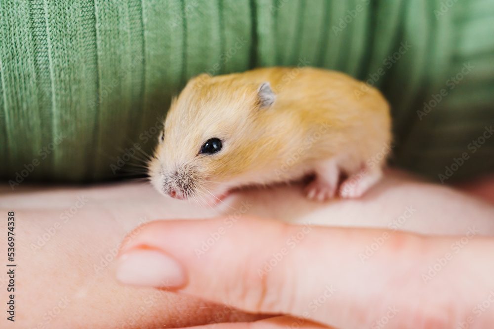 a small and cute red hamster in female hands. taking care of pets. a small and cute red hamster in female hands. taking care of pets.