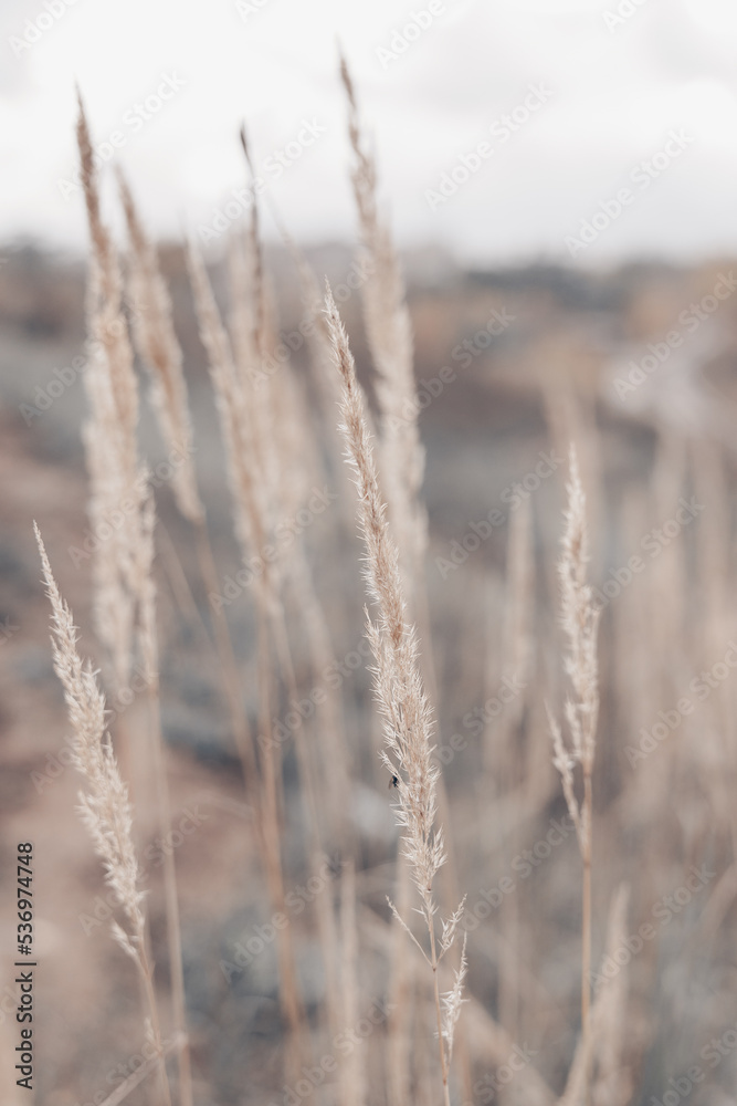 Pampas grass in autumn. Natural background. Dry beige reed. Pastel neutral colors and earth tones. Banner. Selective focus.