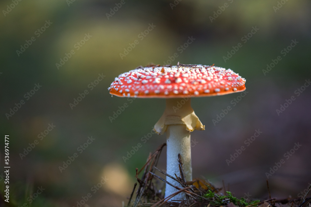 Ausgewachsener Fliegenpilz Ausgewachsener Fliegenpilz