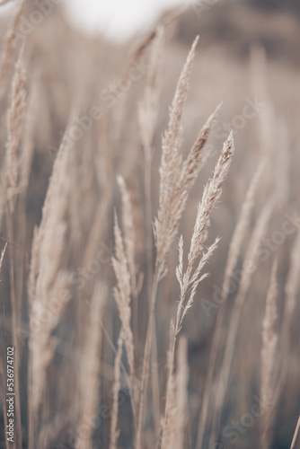 Pampas grass in autumn. Natural background. Dry beige reed. Pastel neutral colors and earth tones. Banner. Selective focus.