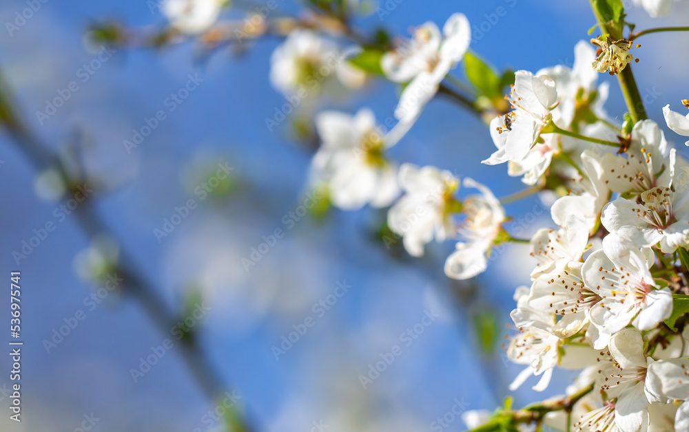 White flowers bloom in the trees. Spring landscape with blooming sakura tree. Beautiful blooming garden on a sunny day. Copy space for text.