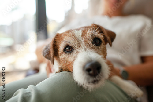 A middle-aged woman is resting in a chair with her pet and look out the window. The senior is strocking the dog