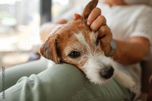 A middle-aged woman is resting in a chair with her pet and look out the window. The senior is strocking the dog