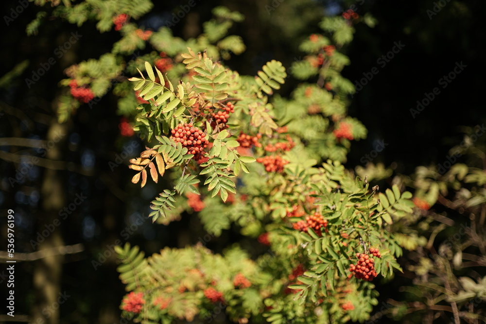 Sorbus scalaris, Eberesche in voller Frucht Sorbus scalaris, Eberesche in voller Frucht