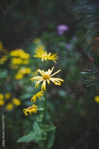 Closeup of blooming Cota tinctoria flower isolated in green nature background photo