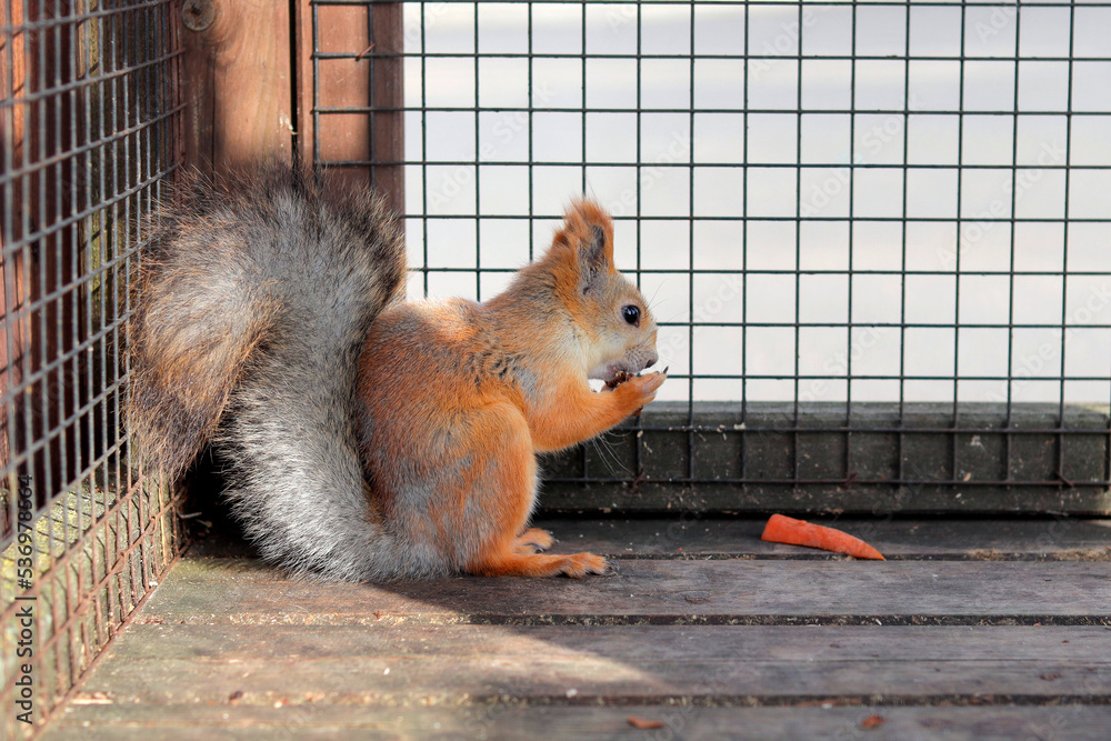 Obraz premium Squirrel eats a nut scene. Cute squirrel. A protein in a cell. Squirrel